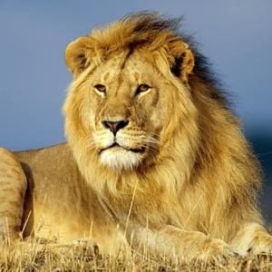 Meet your Posher, Pantaleon